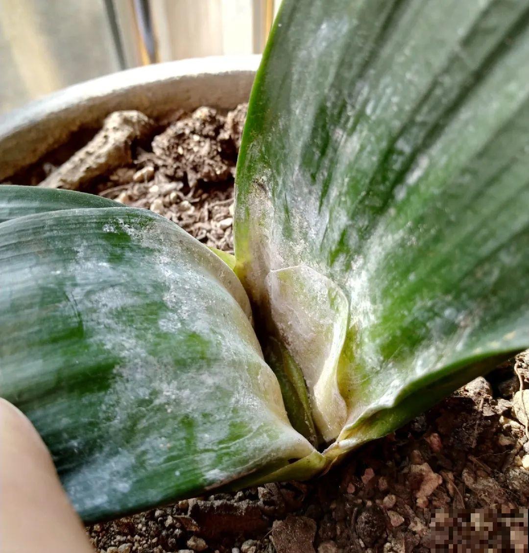 10种花,夏天怕淋雨,下雨赶紧搬进屋! 10种花,夏天怕淋雨,下雨赶紧搬进屋!