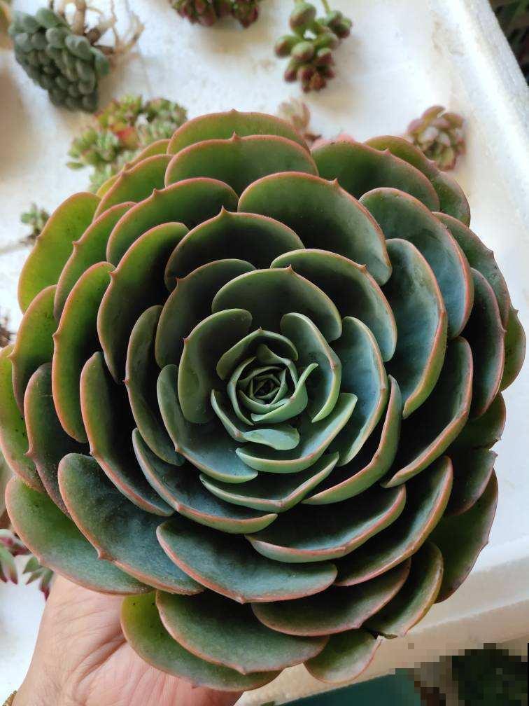 3种多肉黑腐王，夏天养最头疼，一不小心就死光