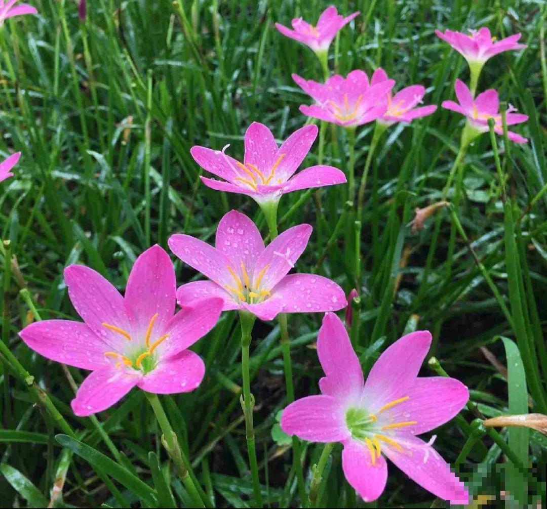 有些花有毒,家里有孩子要注意,不能乱碰 有些花有毒,家里有孩子要注意,不能乱碰