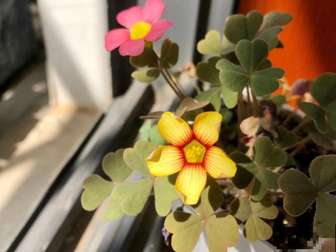小阳台就养盆酢浆草,开花又爆又好看,多到家里堆不下 小阳台就养盆酢浆草,开花又爆又好看,多到家里堆不下