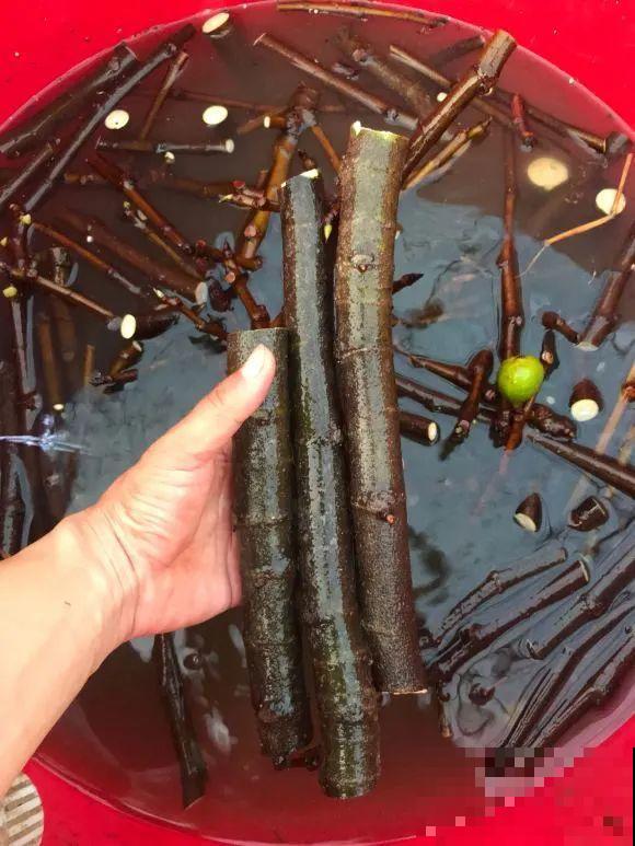 6种花扦插,杆子越粗越好活,根长成大扫把! 6种花扦插,杆子越粗越好活,根长成大扫把!