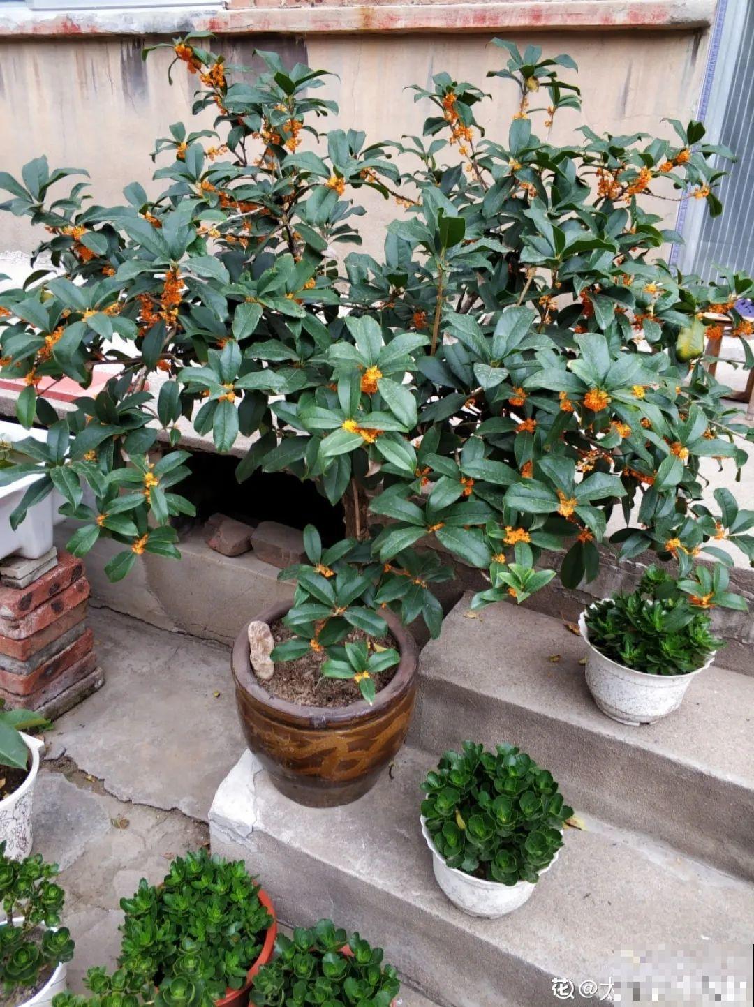 桂花一挪就死,养在大门口,10年就是传家宝! 桂花一挪就死,养在大门口,10年就是传家宝!