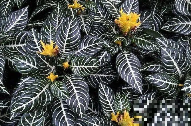 12种花，堪称“耐阴王”，比绿萝好看一万倍！