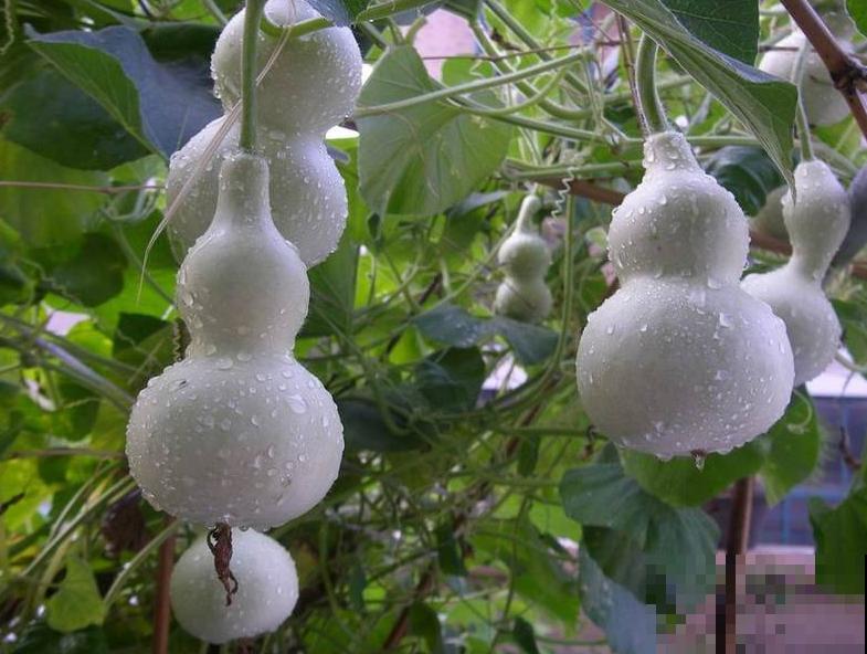 诗经里的植物,美了3000多年,有图有真相! 诗经里的植物,美了3000多年,有图有真相!