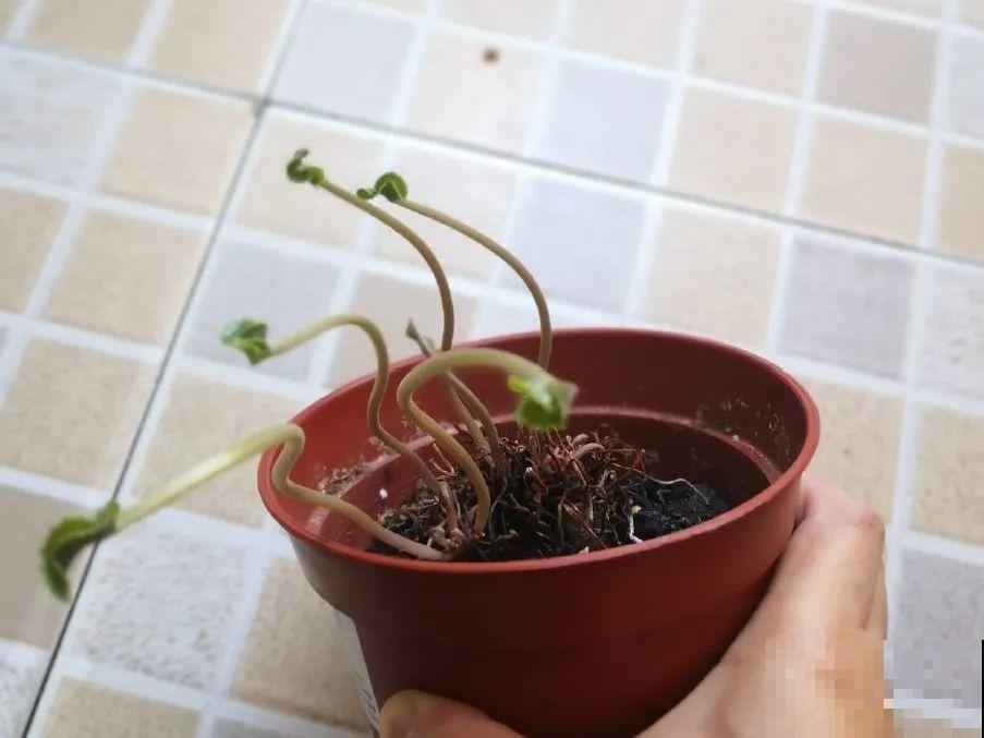 现在开花不一定是好事,赶紧剪掉,才能正常活 现在开花不一定是好事,赶紧剪掉,才能正常活