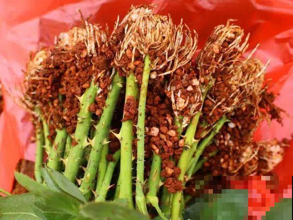 6种花扦插,杆子越粗越好活,根长成大扫把! 6种花扦插,杆子越粗越好活,根长成大扫把!