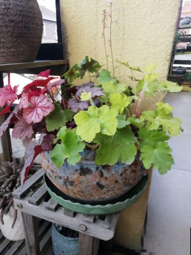 家里5个角落，光照不足，适合养盆耐阴花