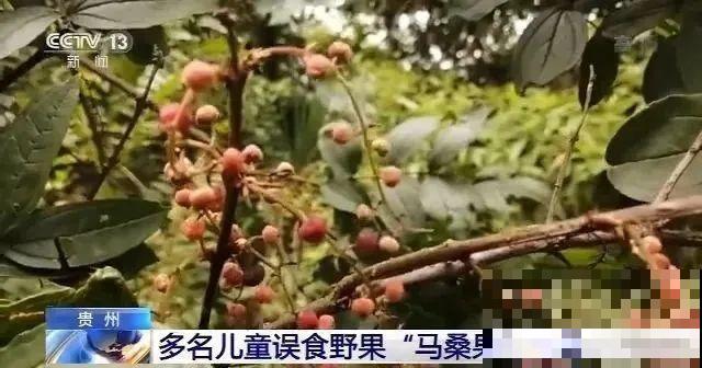 10种花有剧毒,遇到千万别乱碰,小心中毒! 10种花有剧毒,遇到千万别乱碰,小心中毒!