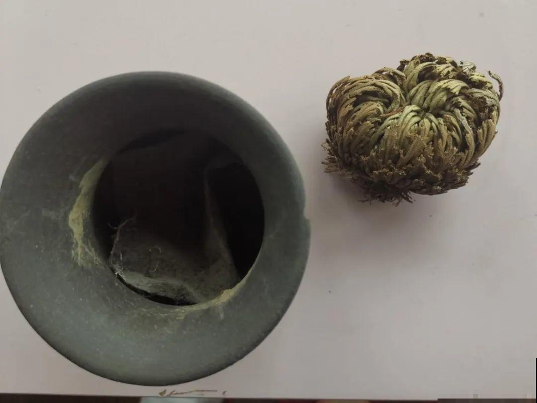 神奇的卷柏，可以起死回生，喷点水就复活！