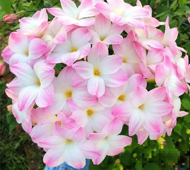 这花3年没浇水，却疯长得把盆撑爆，懒人福利啊！