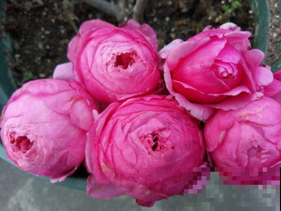 这些花,名字真让人尴尬,一读出来都没法听! 这些花,名字真让人尴尬,一读出来都没法听!