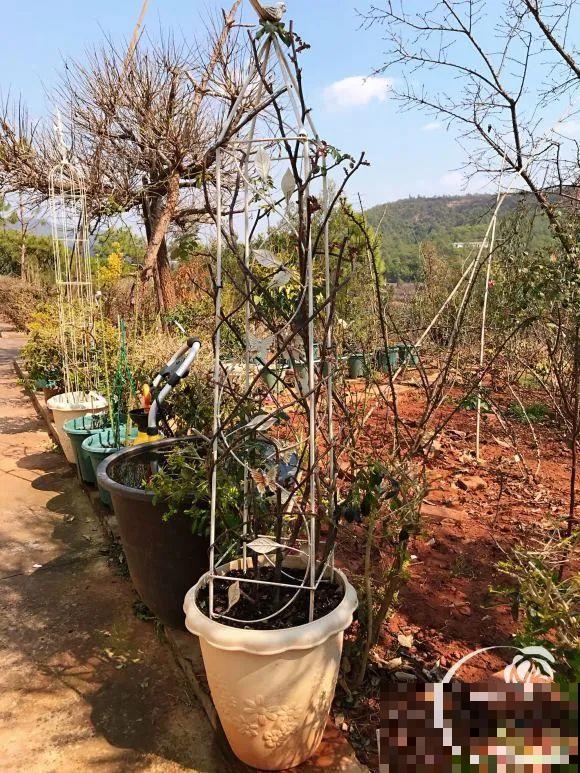 女儿辞职，回家养花，老爸说：15亩地，你负责养花，我负责蔬果！