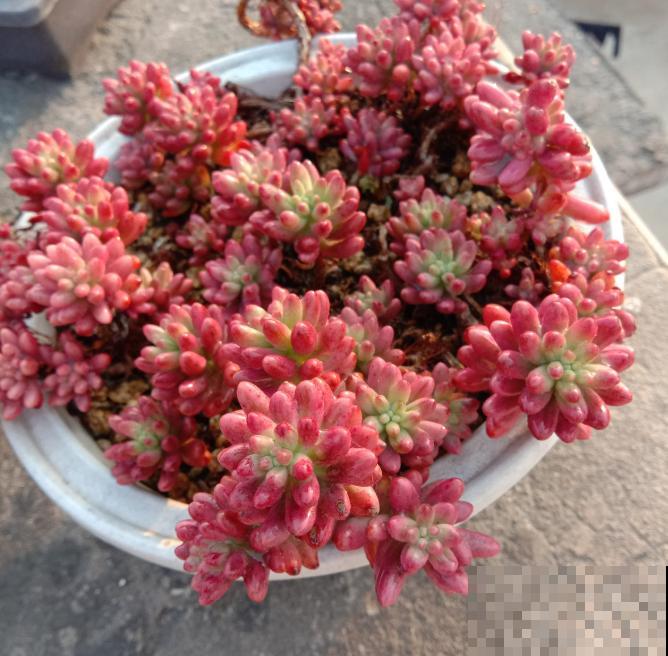 养了5年多肉,从小白变成大神,这些经验送你了! 养了5年多肉,从小白变成大神,这些经验送你了!