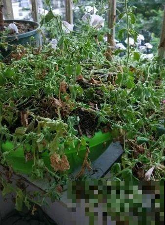 三角梅狠心剪一剪，花芽蹭蹭冒，开爆盆