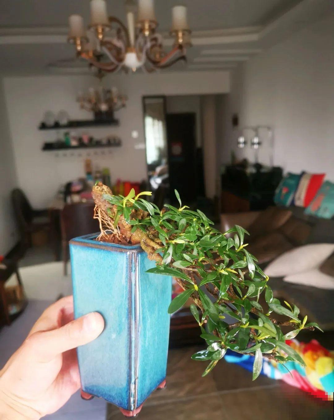 栀子、茉莉原来有5个品种,一个比一个香,叶子带花纹的更值钱! 栀子、茉莉原来有5个品种,一个比一个香,叶子带花纹的更值钱!