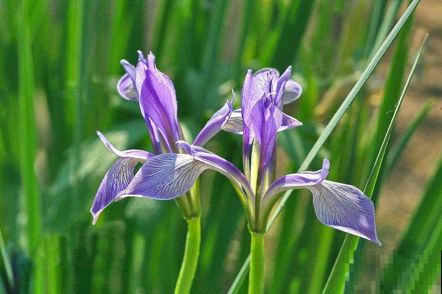 中国各城市市花，都在这里了，看看你所在的城市是什么花吧！