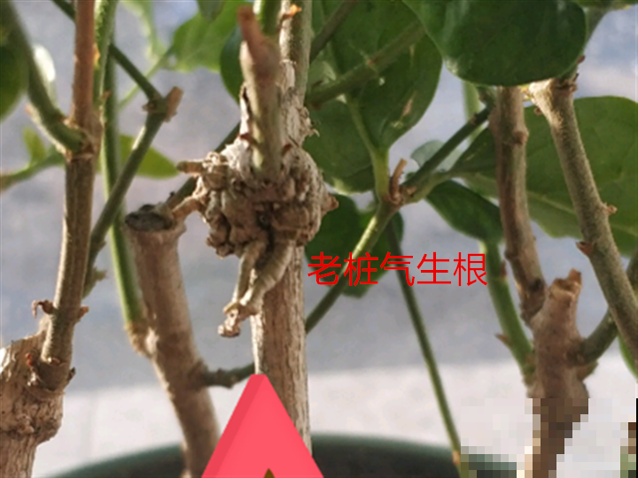 茉莉花扦插有机关，砍这一段枝条，插土里3天就活！