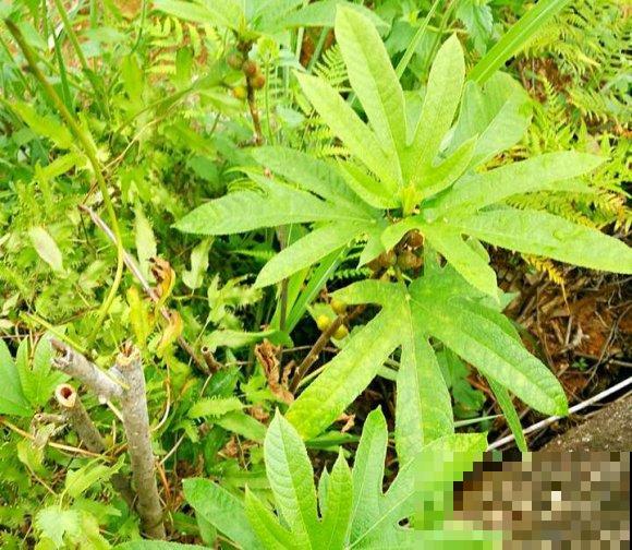 一种野草,根系特别滋补,农村人都用它炖鸡汤! 一种野草,根系特别滋补,农村人都用它炖鸡汤!