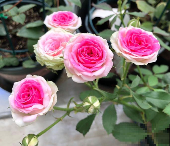 一个大男人，特别喜欢养花，这是种什么样的心态？