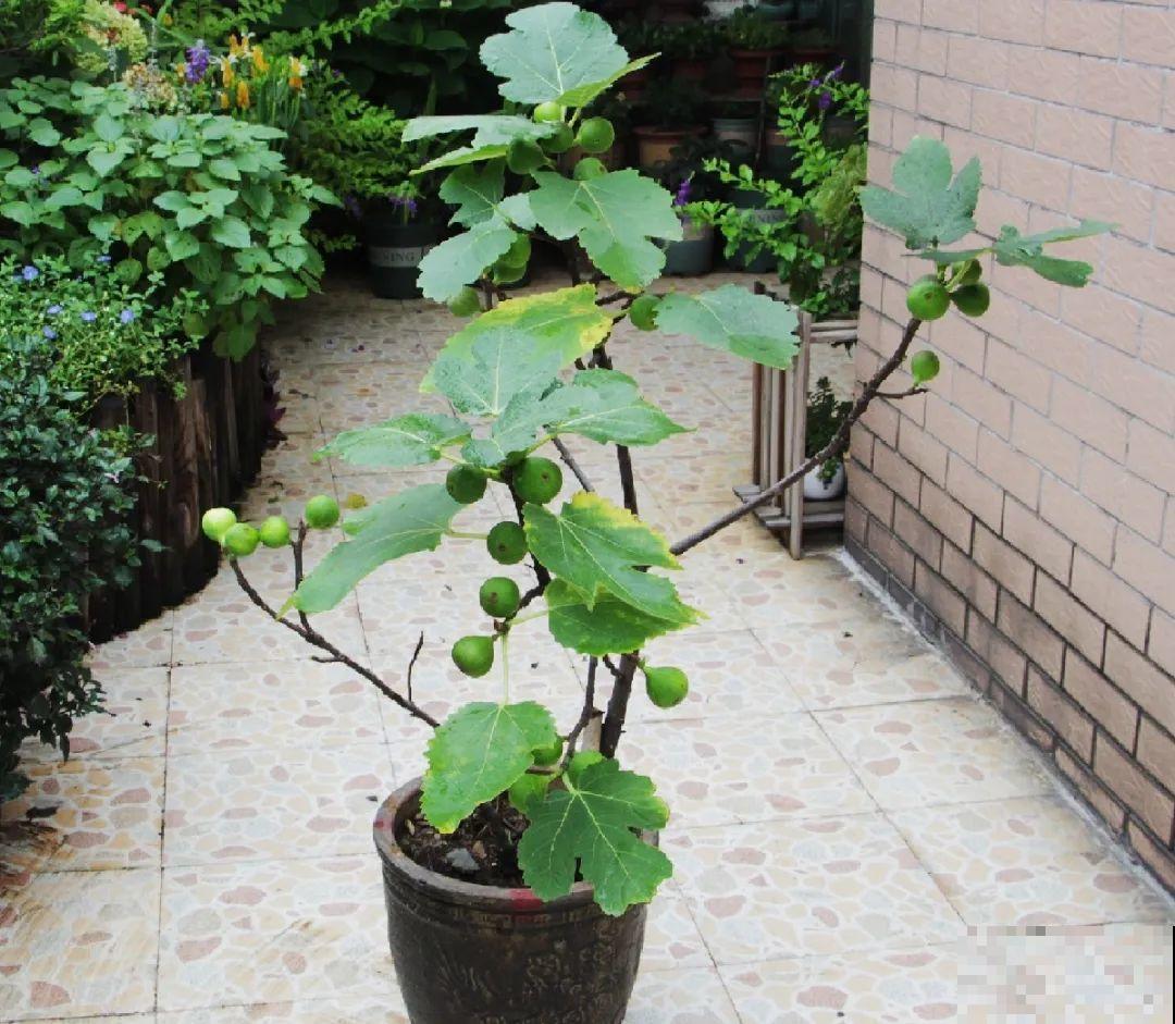 6种花扦插,杆子越粗越好活,根长成大扫把! 6种花扦插,杆子越粗越好活,根长成大扫把!