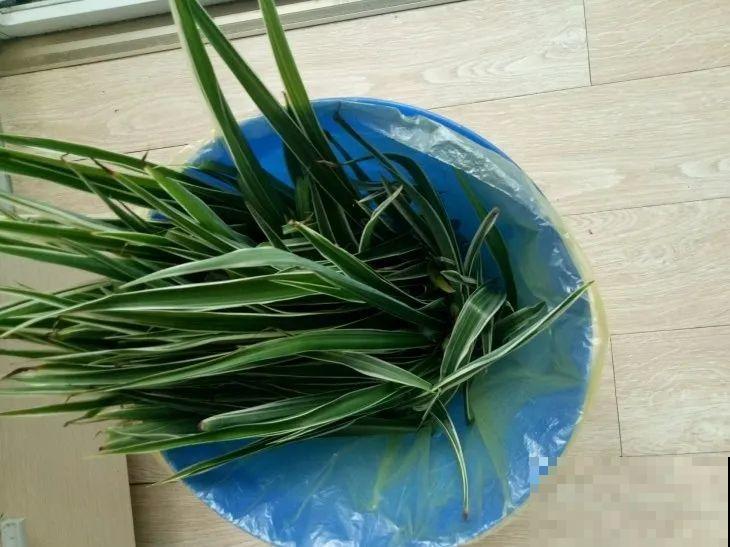 三角梅狠心剪一剪，花芽蹭蹭冒，开爆盆
