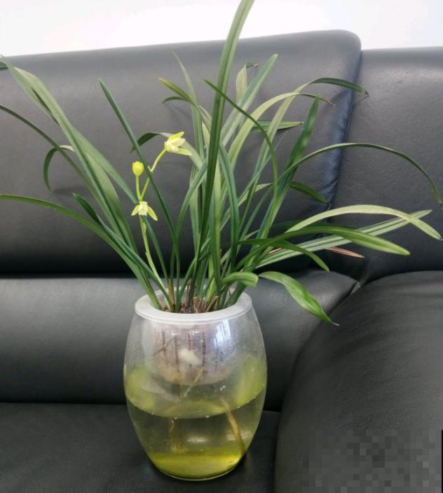 奇葩的养花方式,看得我目瞪口呆,长见识了! 奇葩的养花方式,看得我目瞪口呆,长见识了!