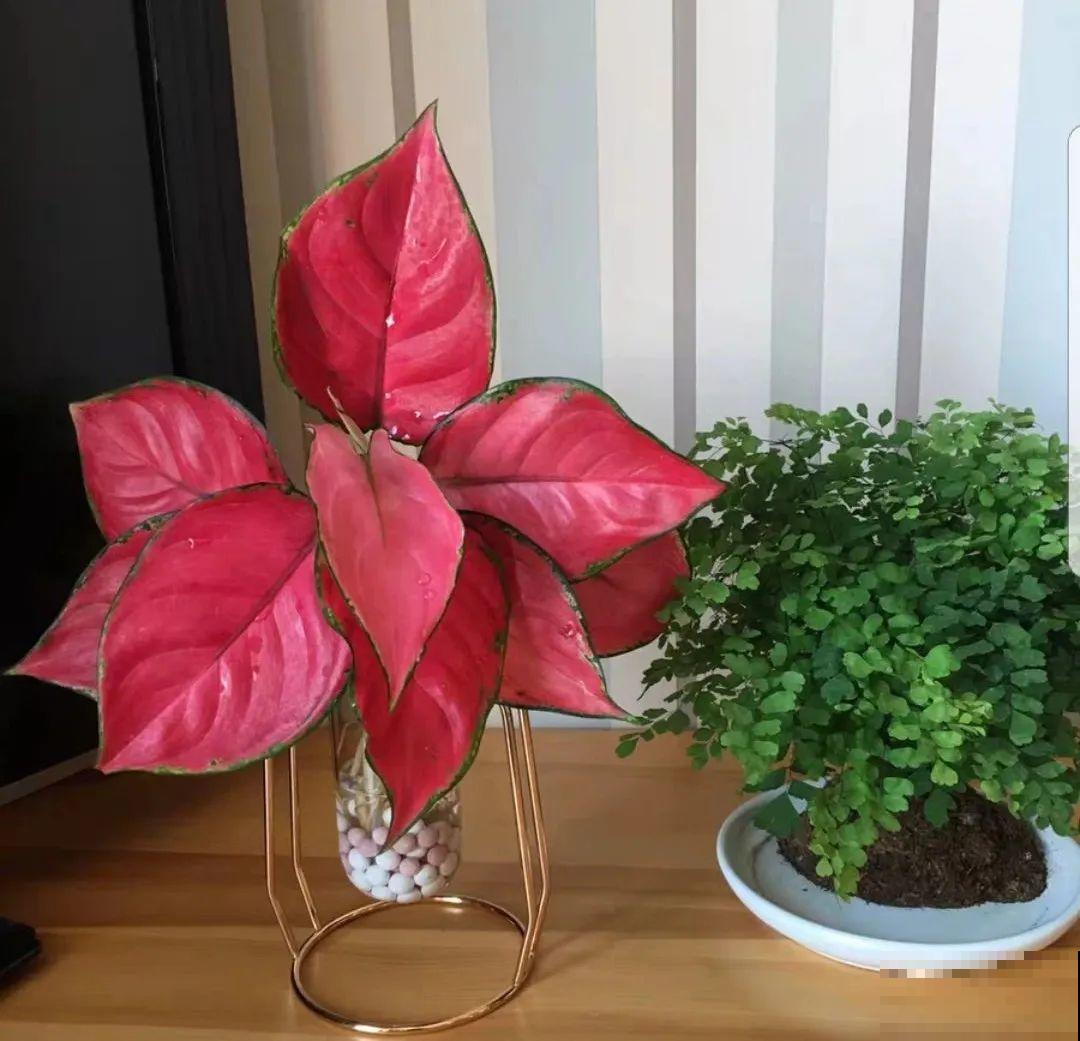 12种花，堪称“耐阴王”，比绿萝好看一万倍！