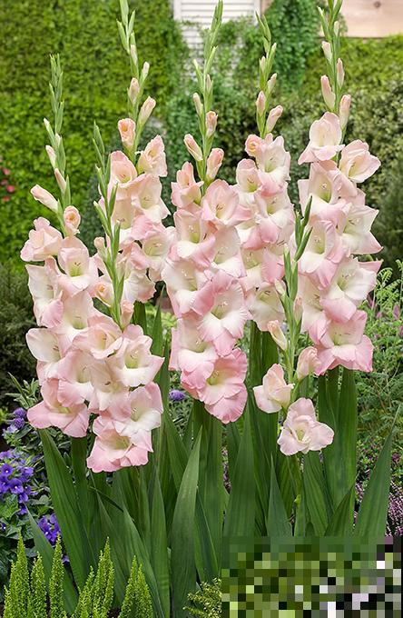 大门口种一丛它，开花一串几十朵，邻居天天跑来看！