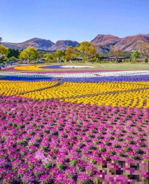 中国这个地方,漫山遍野都是花,去了都不想回! 中国这个地方,漫山遍野都是花,去了都不想回!