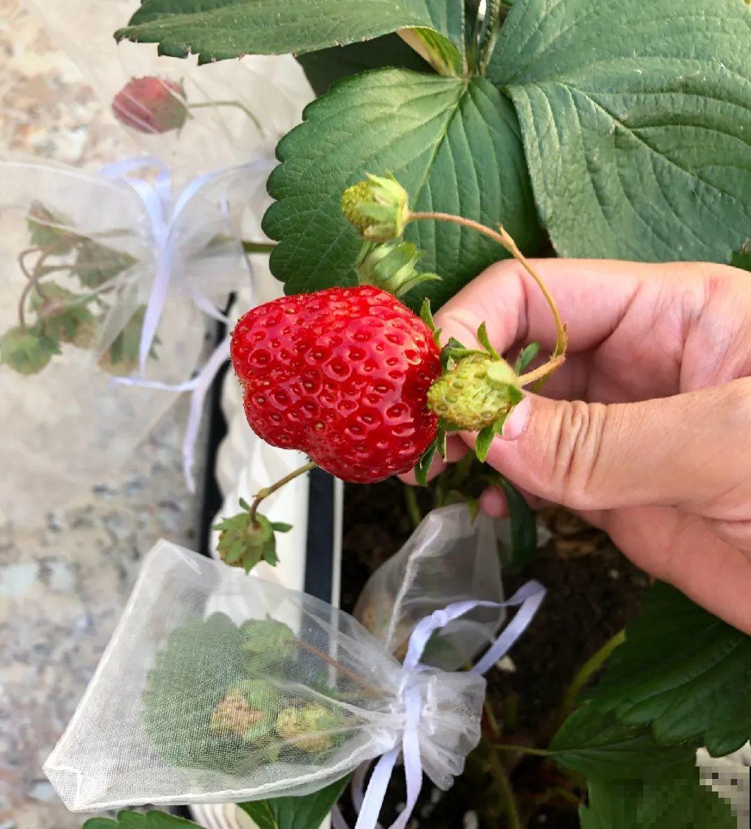 10种花,夏天怕淋雨,下雨赶紧搬进屋! 10种花,夏天怕淋雨,下雨赶紧搬进屋!