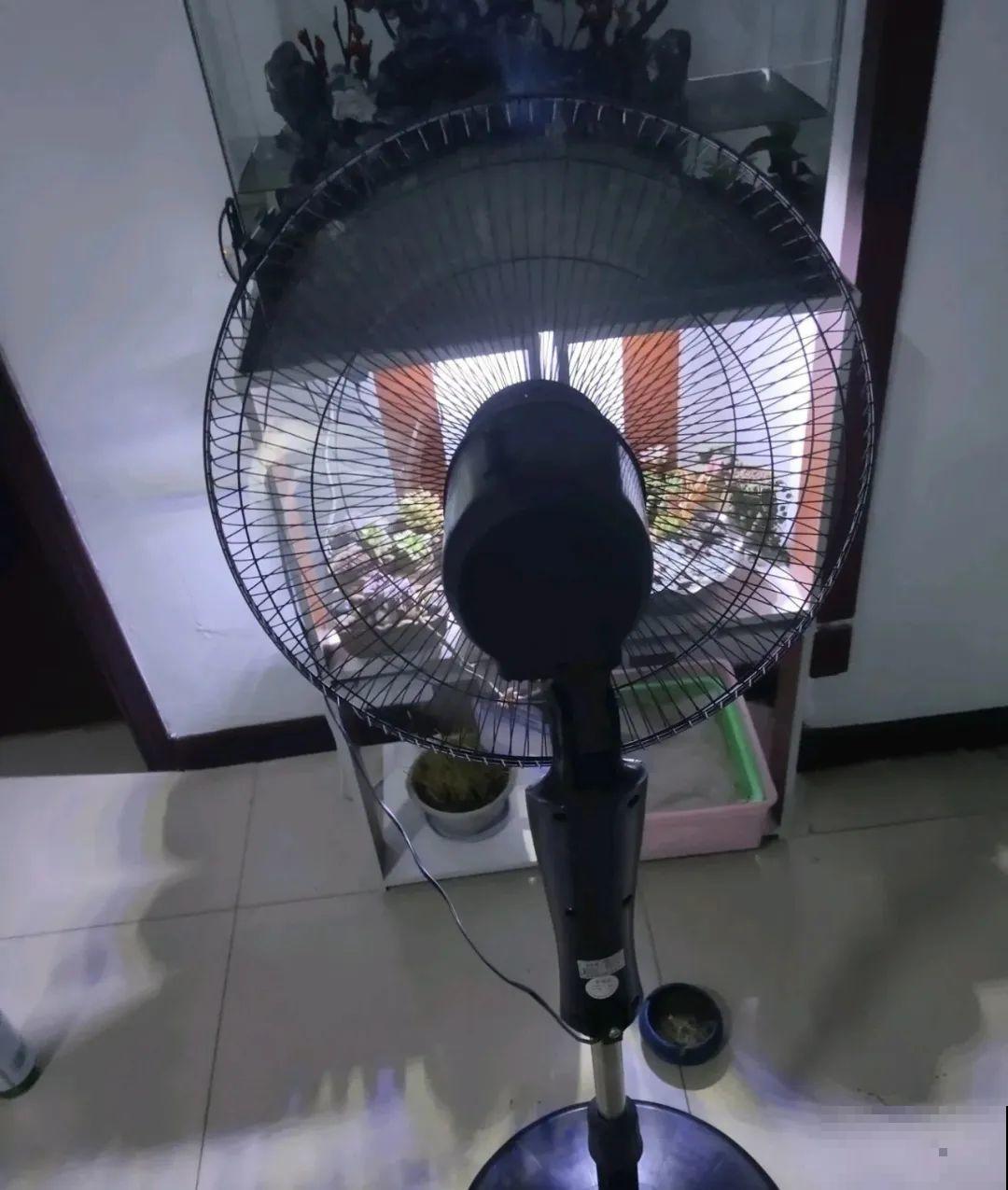 38℃高温，家里的花挺不过去，只剩盆了！