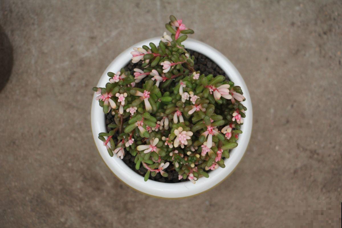 多肉市场上的骗局,赶紧记住,遇见了少上当 多肉市场上的骗局,赶紧记住,遇见了少上当