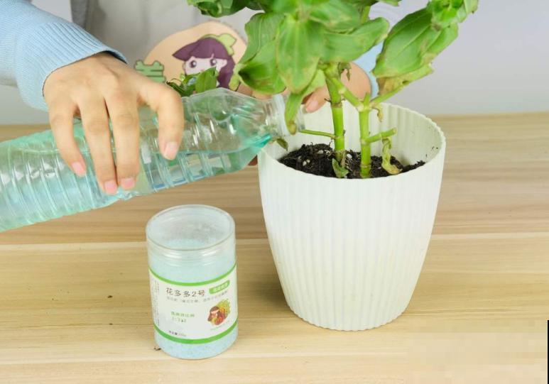 叶子发黄,灌点“补铁水”,7天恢复绿油油! 叶子发黄,灌点“补铁水”,7天恢复绿油油!