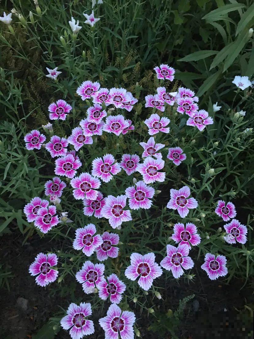 10种花,不怕风吹雨淋,不怕暴晒干旱,四季爆开花,堪称花坚强! 10种花,不怕风吹雨淋,不怕暴晒干旱,四季爆开花,堪称花坚强!