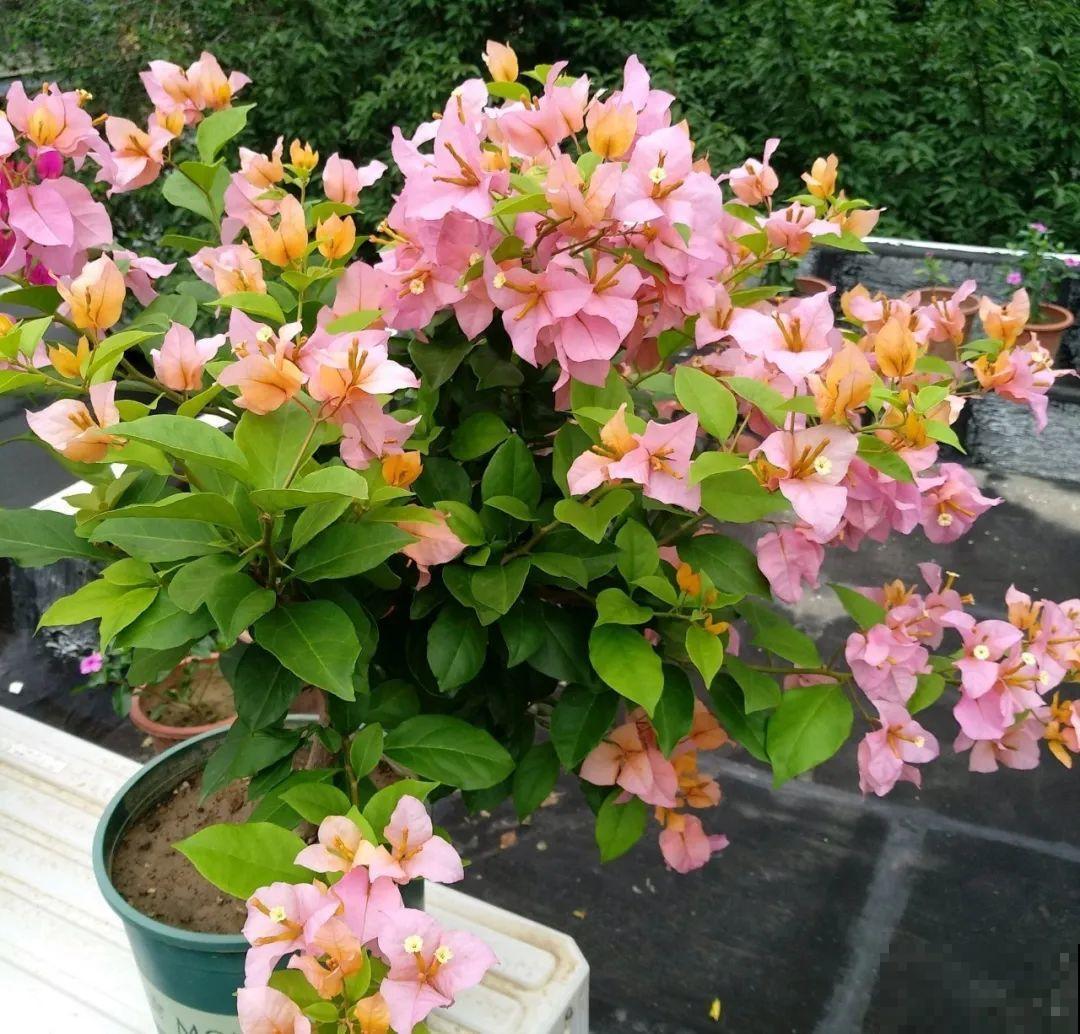 不用施肥打药,这花旱它几个月,疯狂爆花! 不用施肥打药,这花旱它几个月,疯狂爆花!