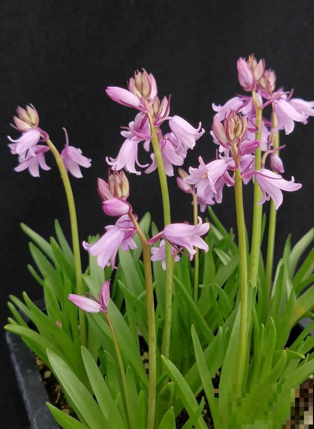 5种冷门花，今年特别流行，从种下到开花只用2个月！