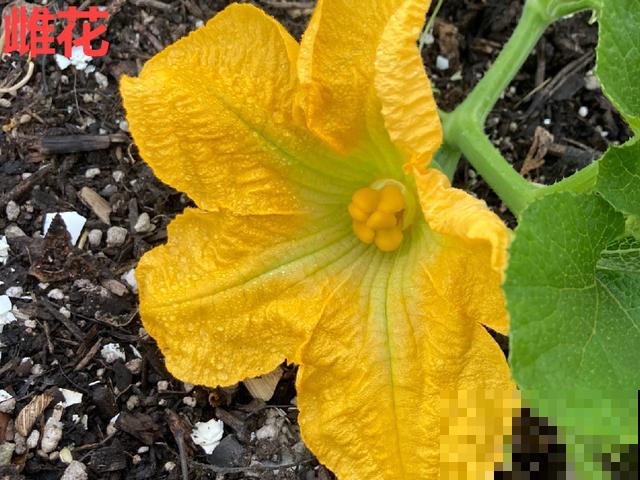 夏天这8种花，可以当菜吃，再不摘就没了！
