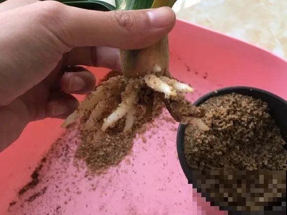 夏天换盆，一定要这么做，否则换完就死！