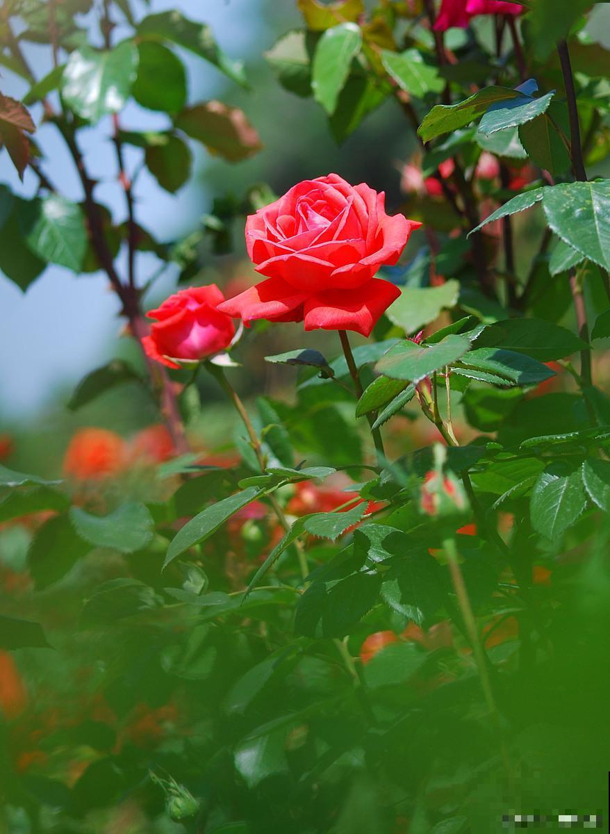 中国古老月季，认识的人很少，不养一棵太可惜！