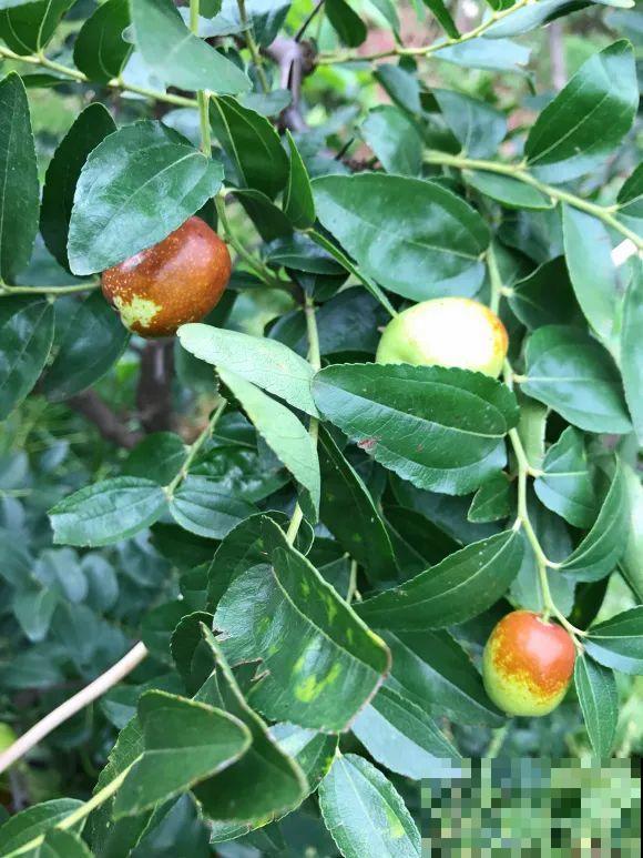 女儿辞职，回家养花，老爸说：15亩地，你负责养花，我负责蔬果！