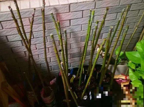 6种花扦插,杆子越粗越好活,根长成大扫把! 6种花扦插,杆子越粗越好活,根长成大扫把!