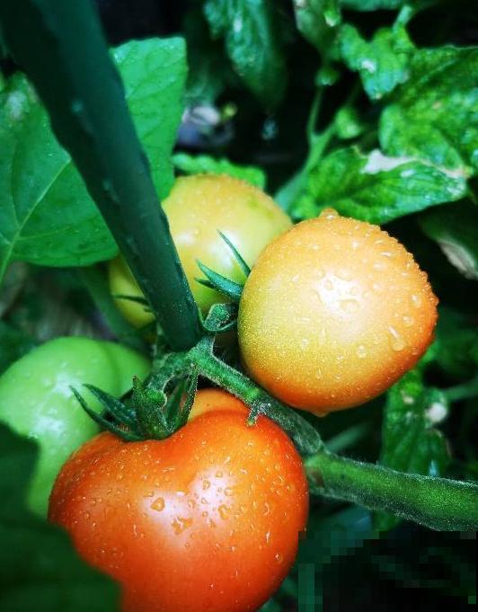 有个小院养养花，退休的生活，也能多姿多彩！