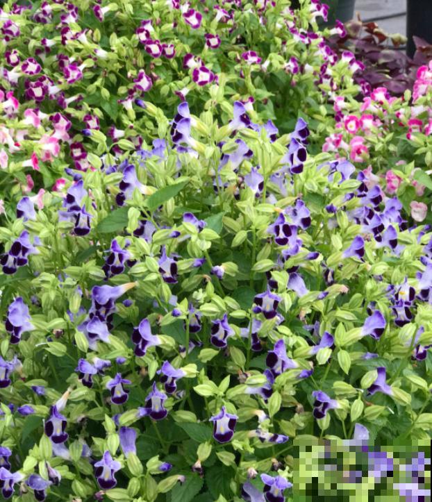 强悍的夏堇花,种一次全年开花,花朵越掐越有! 强悍的夏堇花,种一次全年开花,花朵越掐越有!