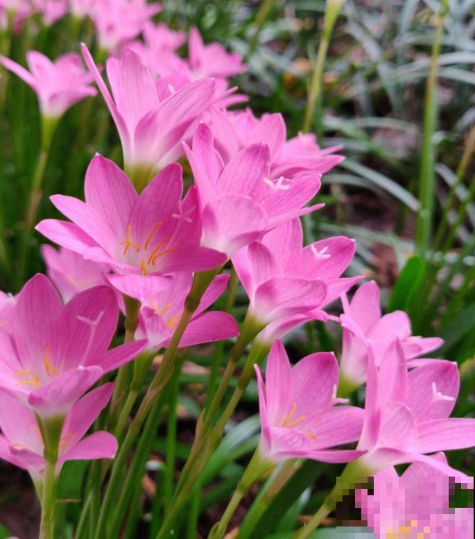 奇葩的催花方式:淋雨,越淋雨越开花! 奇葩的催花方式:淋雨,越淋雨越开花!