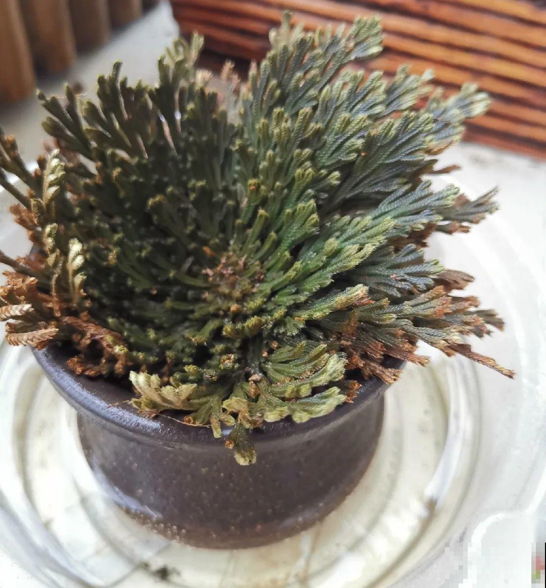 神奇的卷柏，可以起死回生，喷点水就复活！