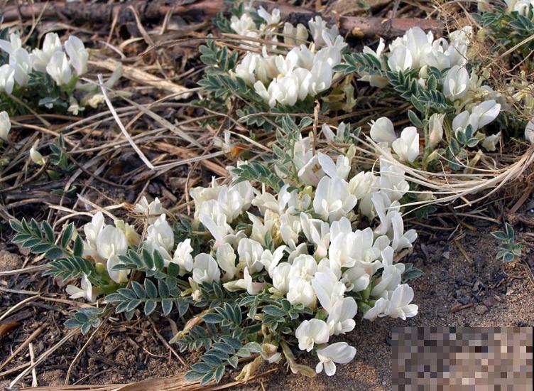 路边一种野花,能开2~3年不落,花瓣永不褪色! 路边一种野花,能开2~3年不落,花瓣永不褪色!