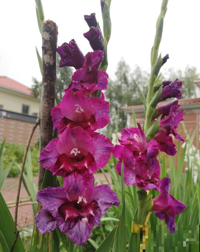 大门口种一丛它，开花一串几十朵，邻居天天跑来看！