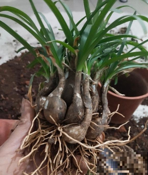 奇葩的催花方式:淋雨,越淋雨越开花! 奇葩的催花方式:淋雨,越淋雨越开花!