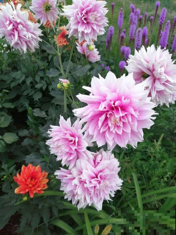 4种人间富贵花，雍容典雅、富贵逼人，一眼就被吸引了！