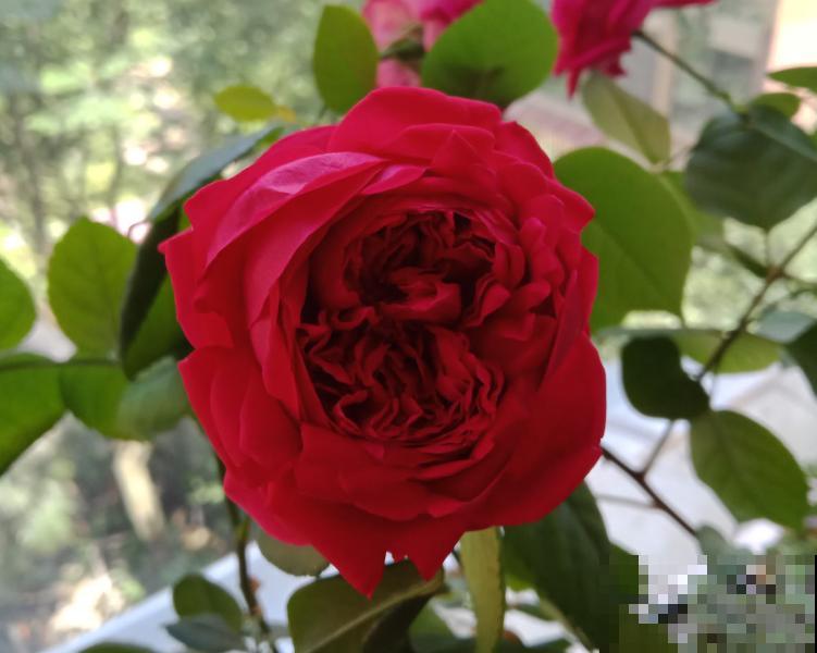 中国各城市市花，都在这里了，看看你所在的城市是什么花吧！